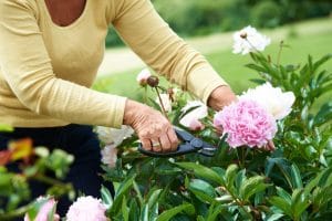 Woman cutting a flower from her garden